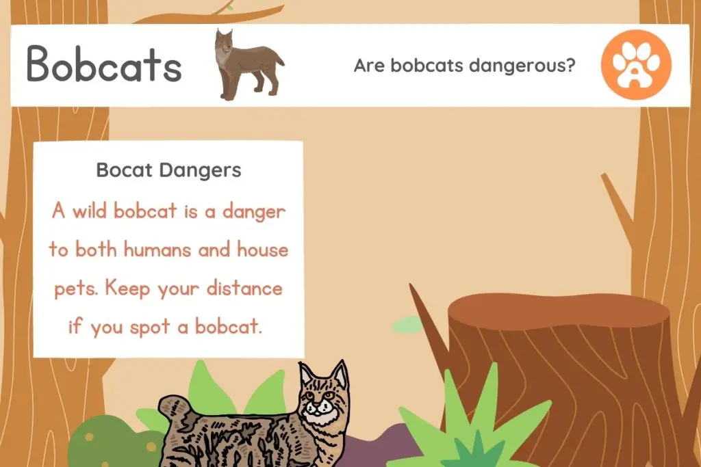 are-pet-bobcats-dangerous