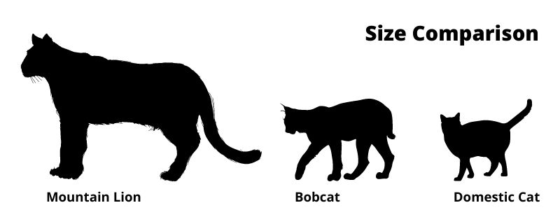 mountain-lion-bobcat-size-comparison