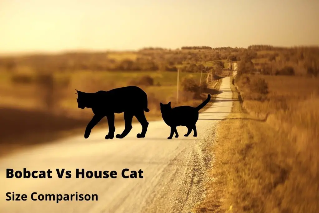 Bobcat-vs-housecat-size-comparison-chart