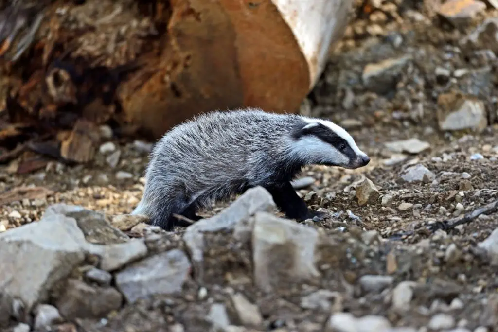 What-Do-Badgers-Look-Like