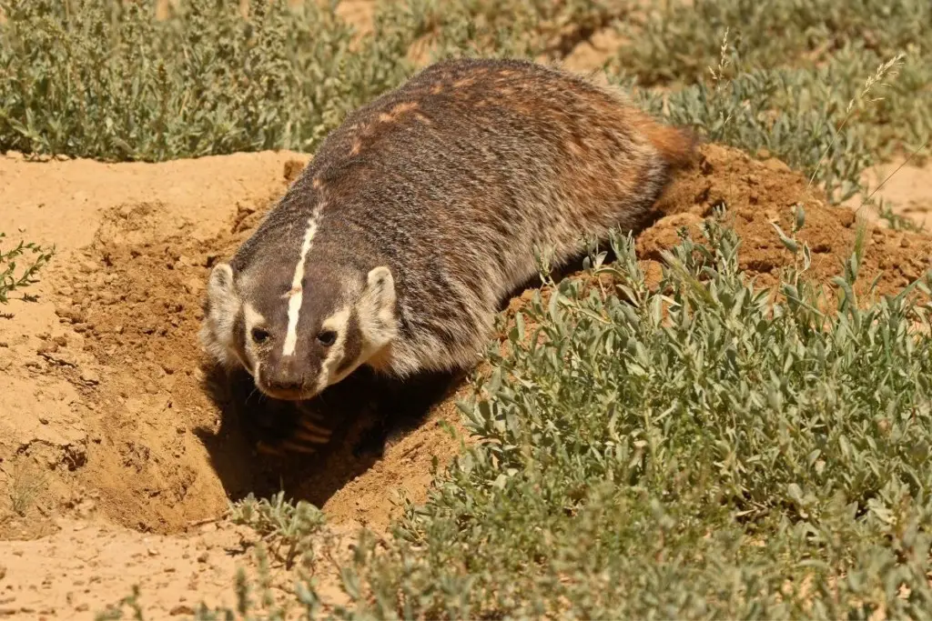 badger-sett