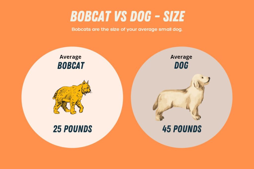 bobcat-vs-dog-size