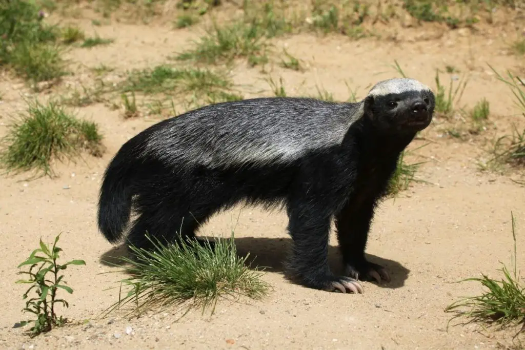 are-honey-badgers-dangerous