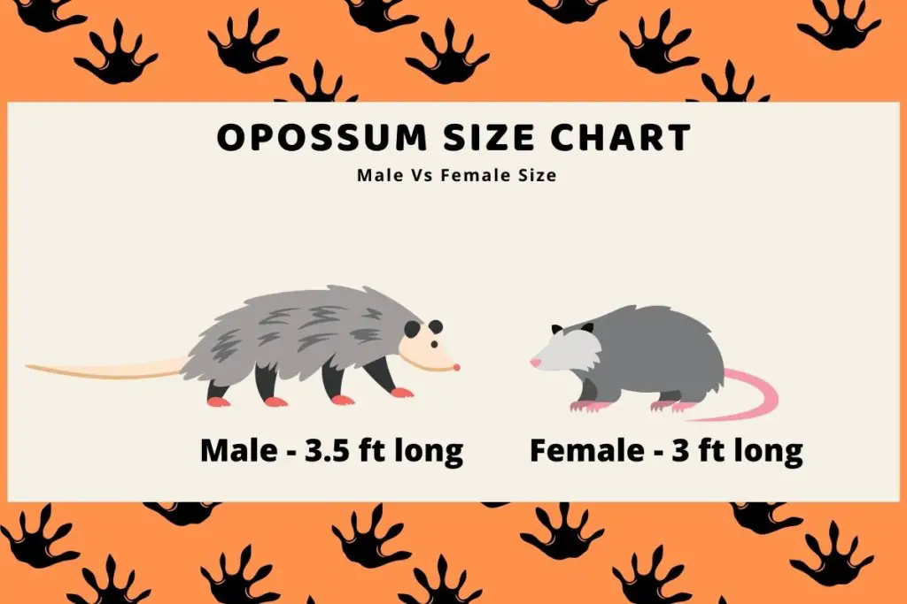 Opossum-Size-Chart