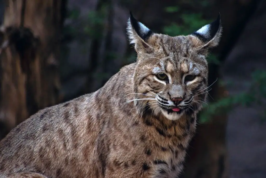 bobcat-ears