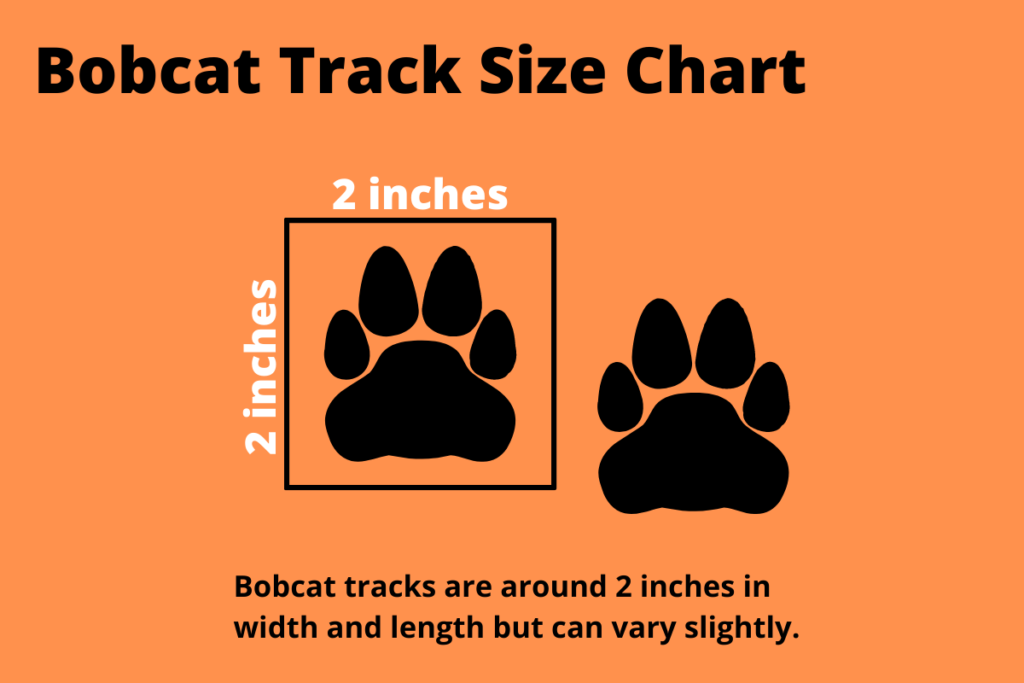 bobcat-tracks-size-chart