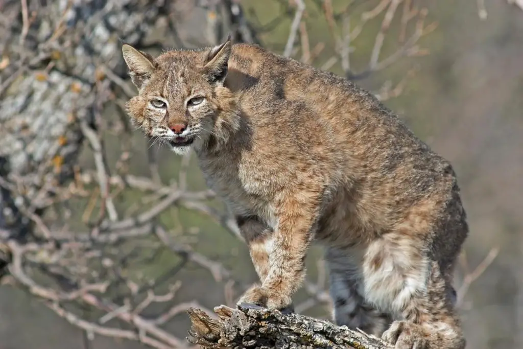 frightened-bobcat