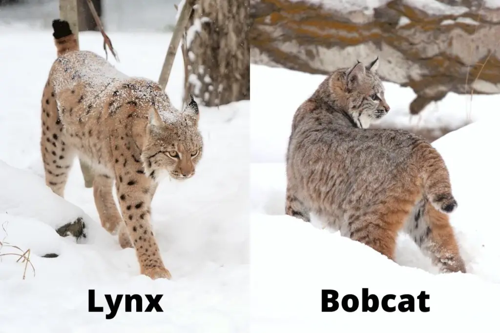 Bobcat Tails Do Bobcats Have Tails Assorted Animals
