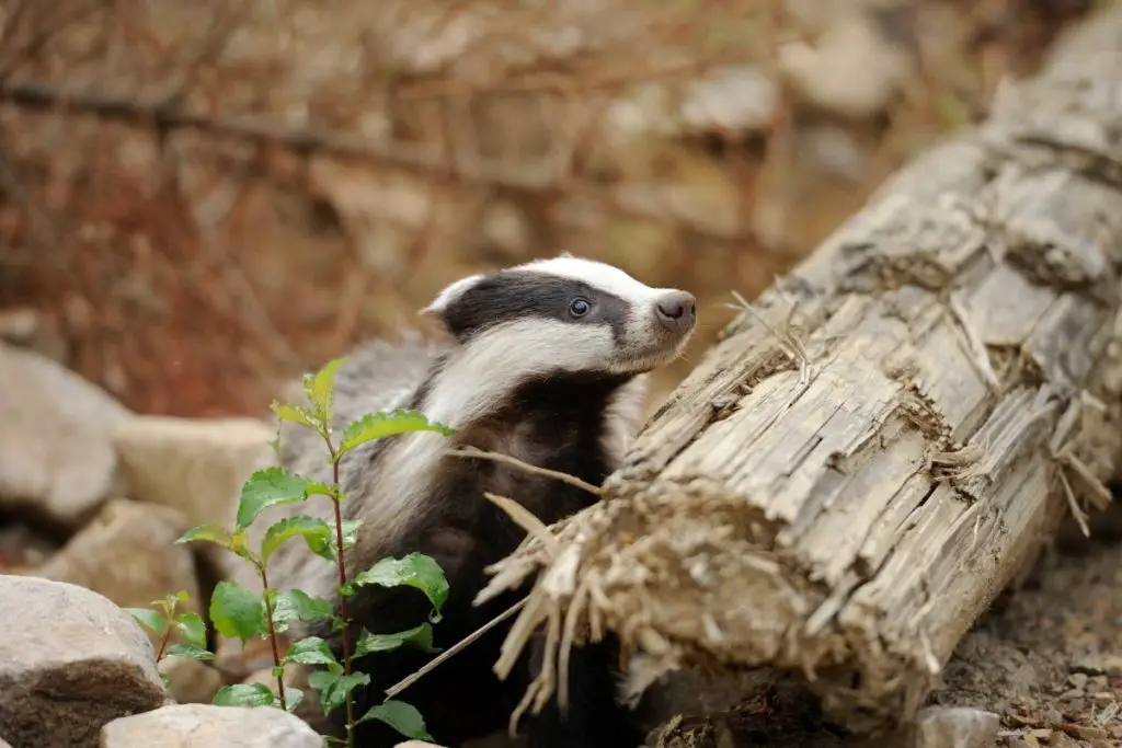 are-badgers-rodents