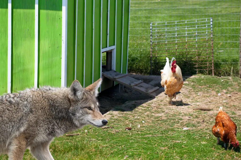 are-coyotes-smart-chicken