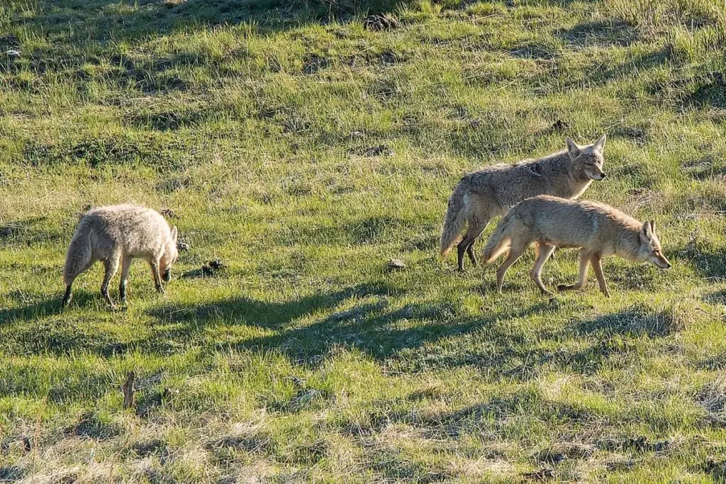 do-coyotes-move-in-packs