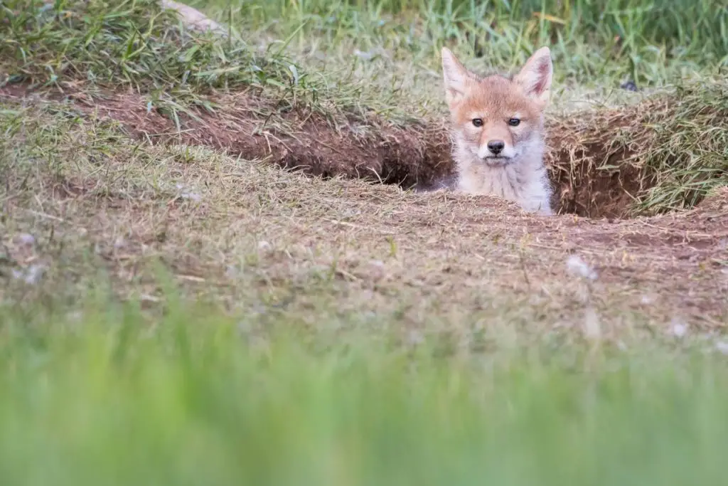 example-of-coyote-den