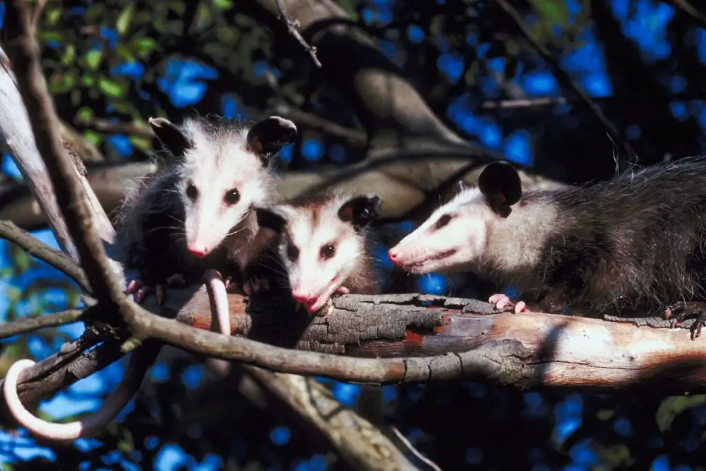 opossum-sounds-family