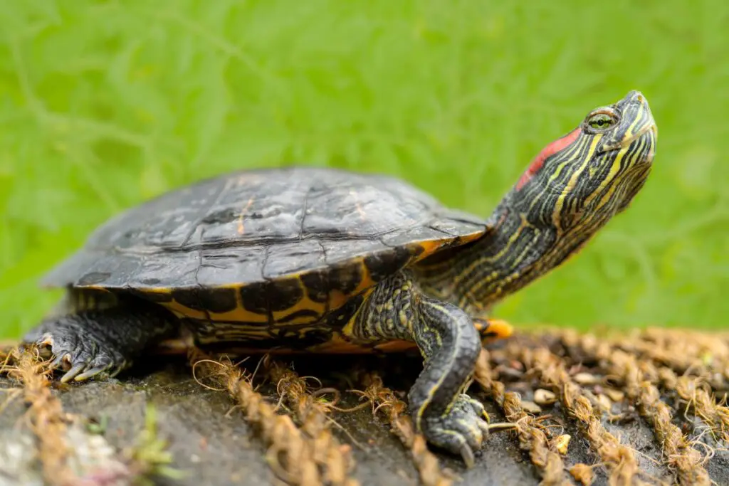 feeding-pet-turtle