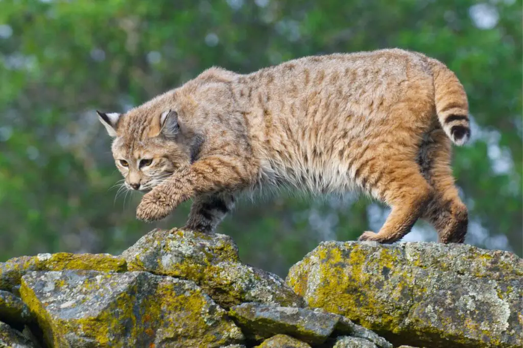 bobcat