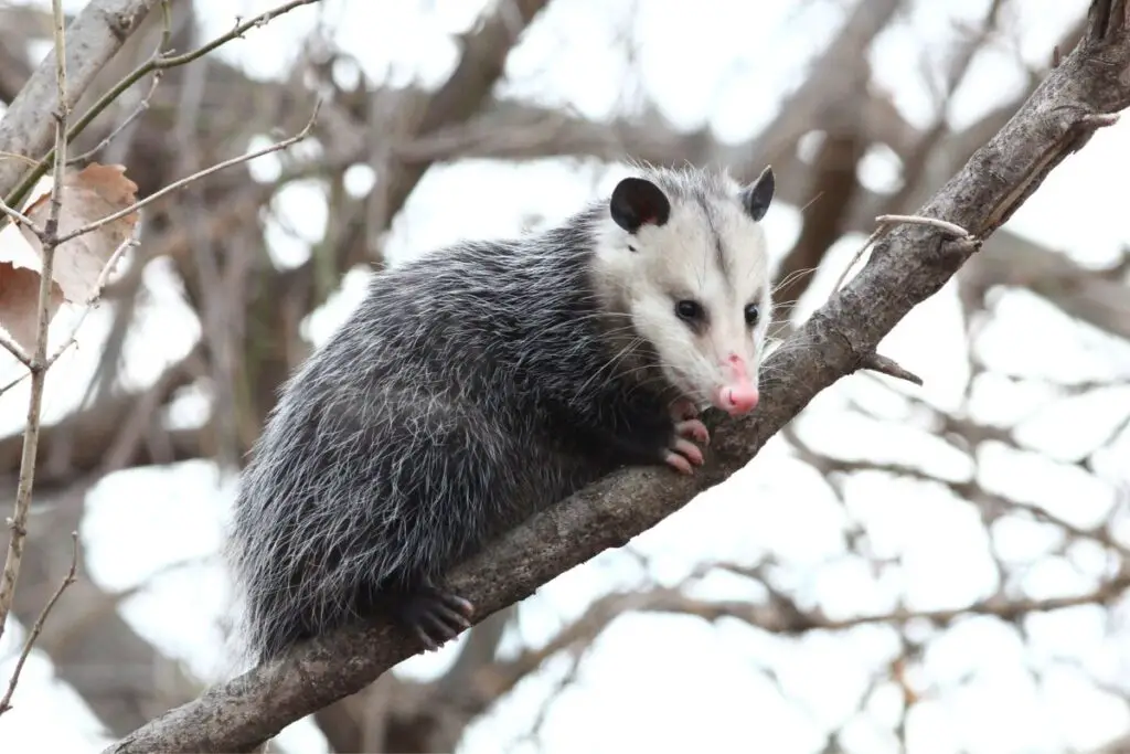 opossum