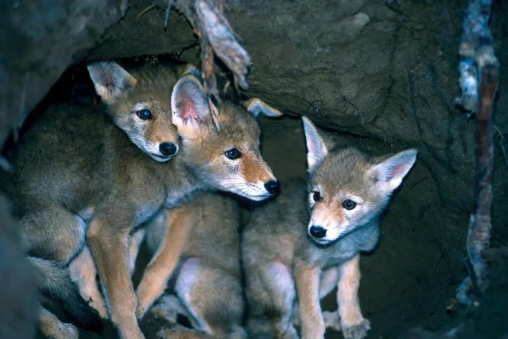 coyote-pups-den
