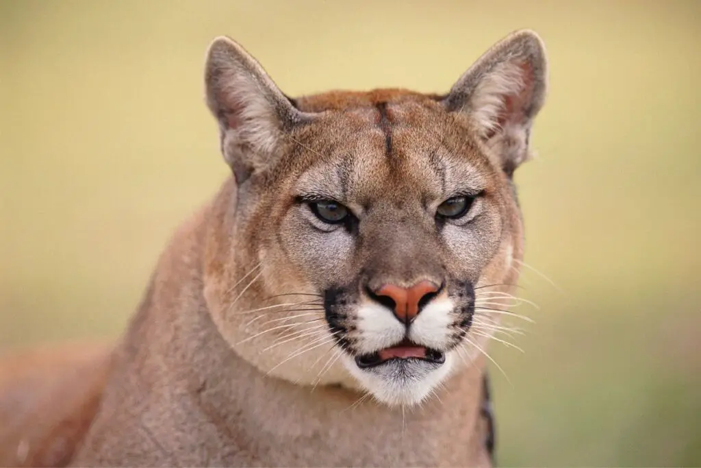 are-mountain-lions-aggresive