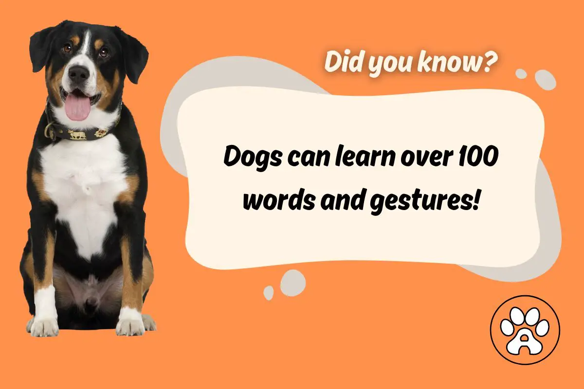 dog fact