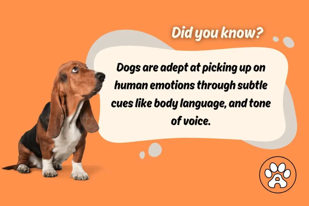 dog fact about social behavior