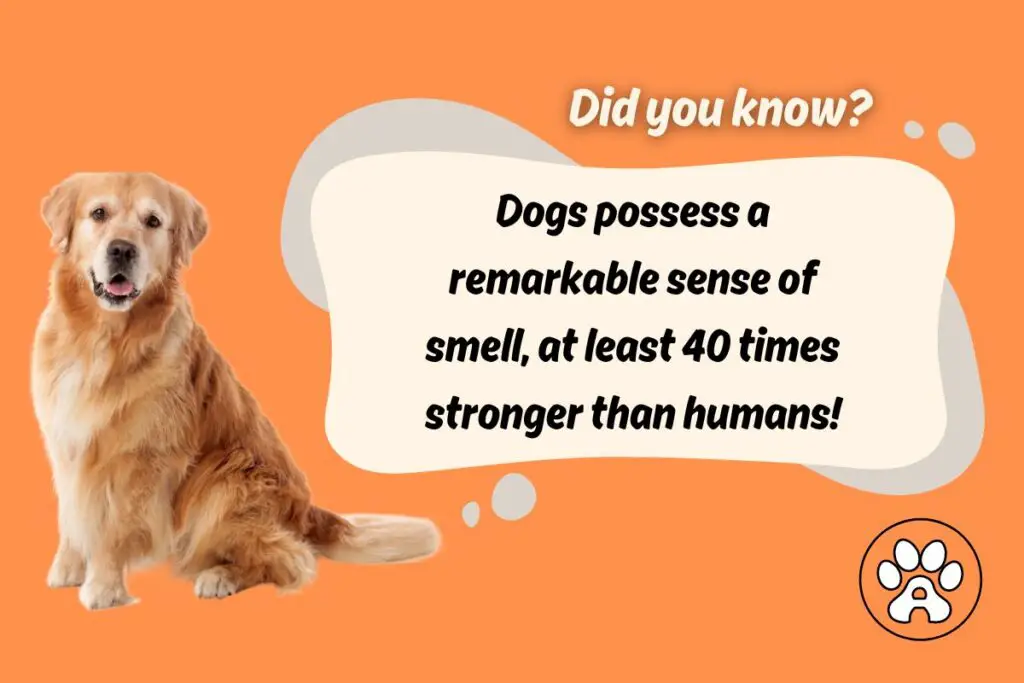 dog fact about smell
