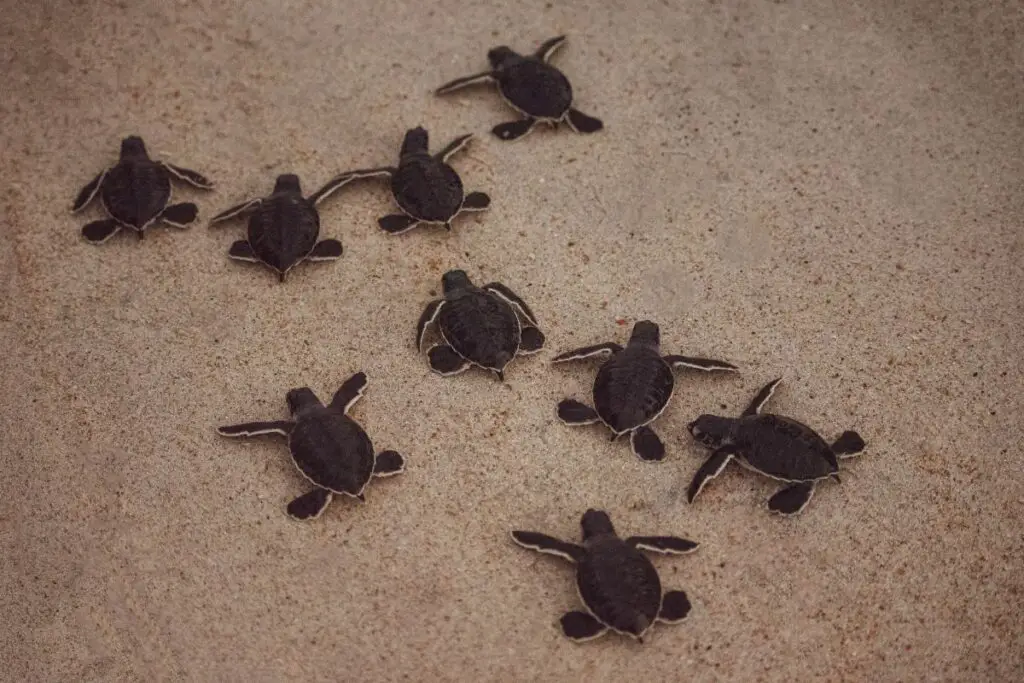 turtles on sand