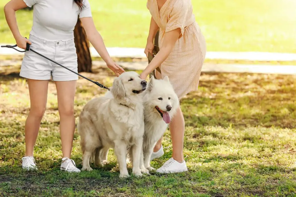Essential Dog Park Etiquette: 6 Rules to Follow