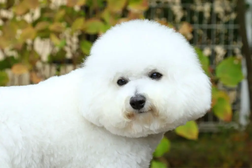 Bichon