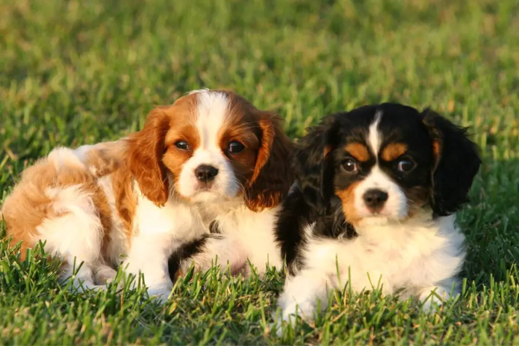 Cavalier King Charles Spaniel