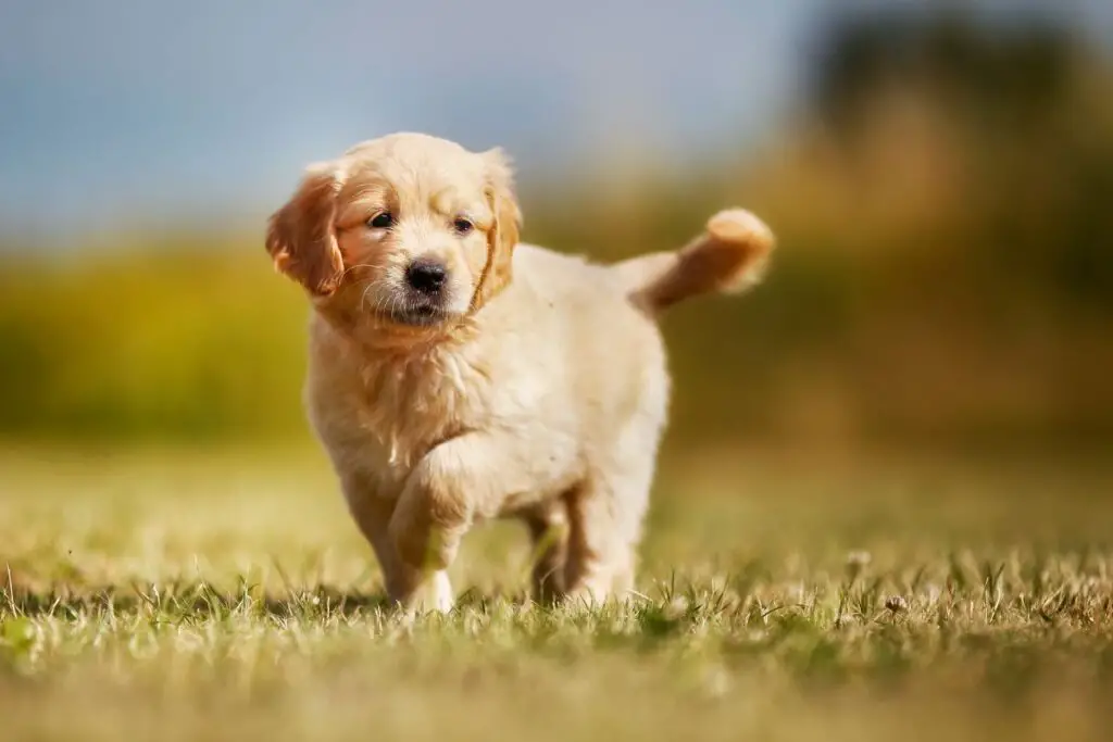 Golden-Retriever