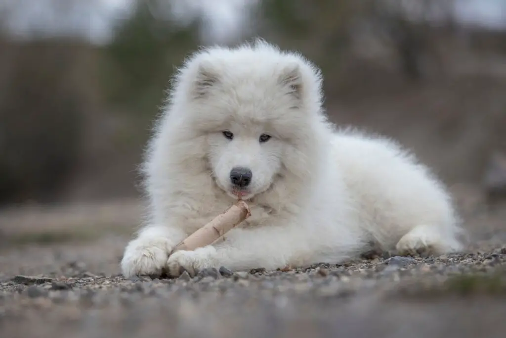 Samoyed