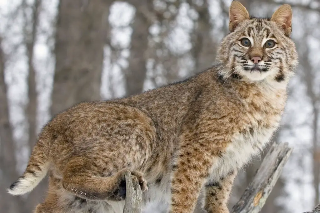 are bobcats a danger to pets