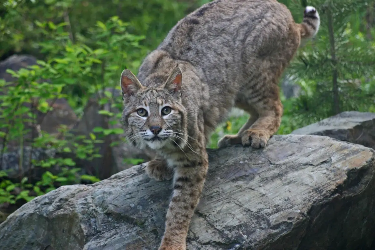 Are Bobcats Dangerous? | Assorted Animals