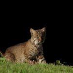 are-bobcats-nocturnal