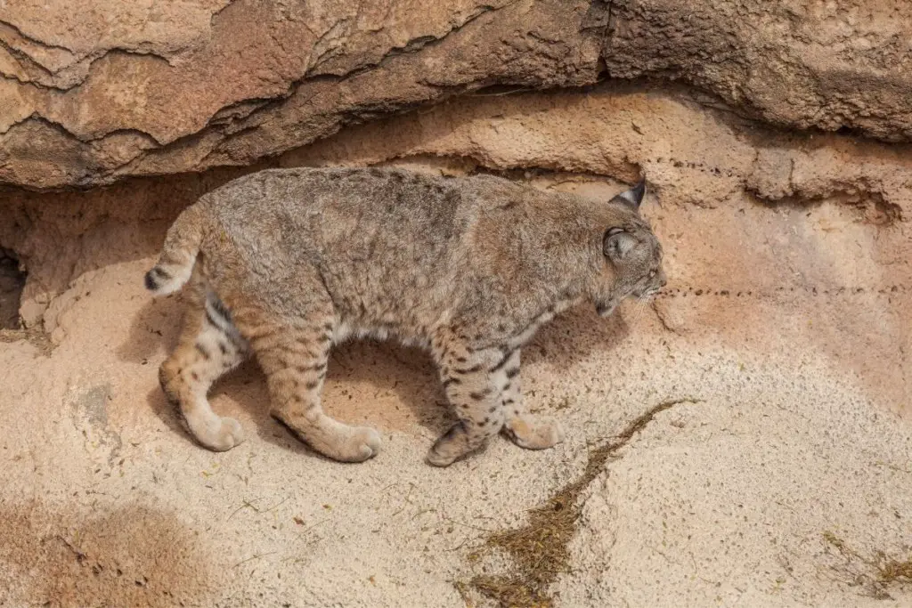 Where Do Bobcats Live? | Assorted Animals