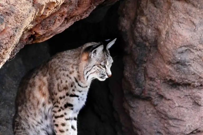 Bobcat Habitat | Assorted Animals