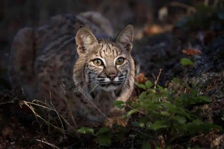 Bobcat Habitat | Assorted Animals