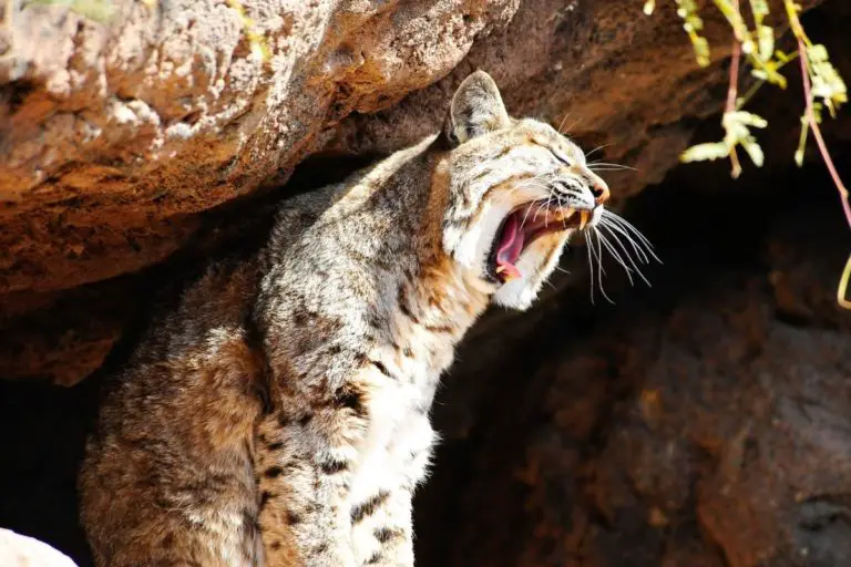 Bobcat Sounds | What Does A Bobcat Sound Like? (w. Audio And Video)