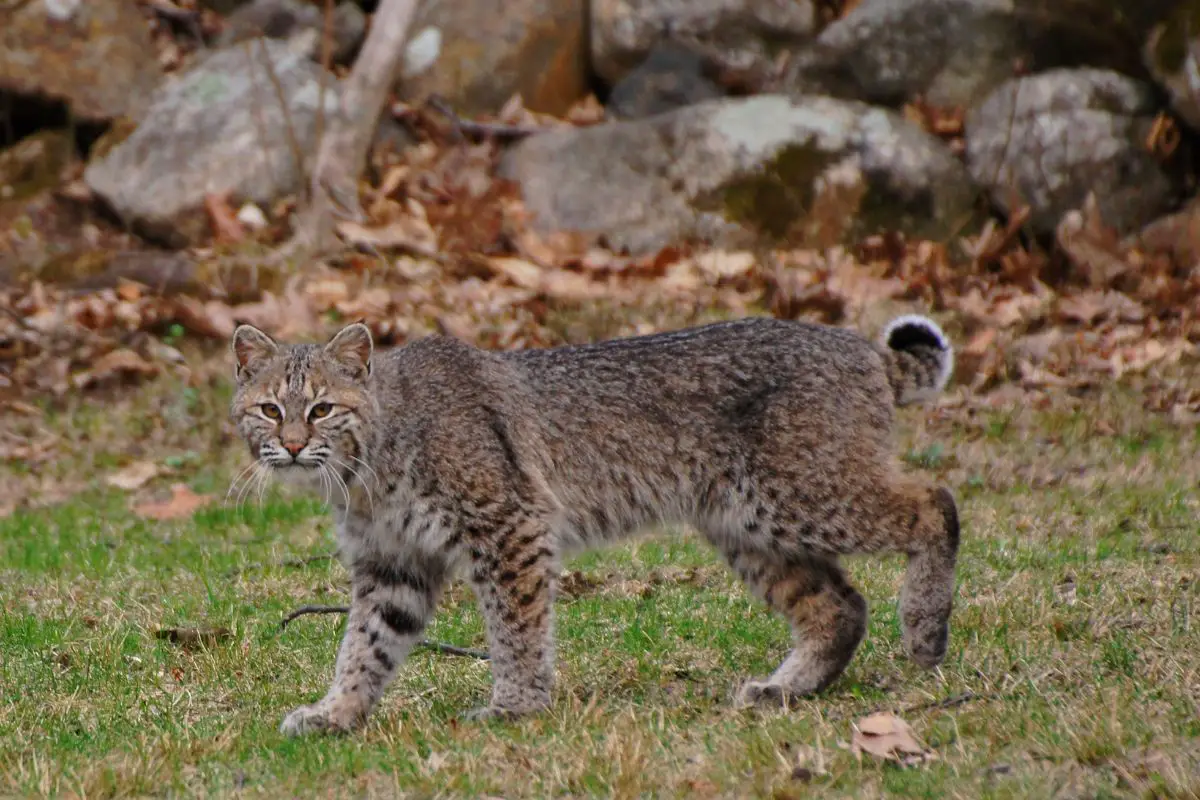 Bobcat vs Mountain Lion (w. Video)