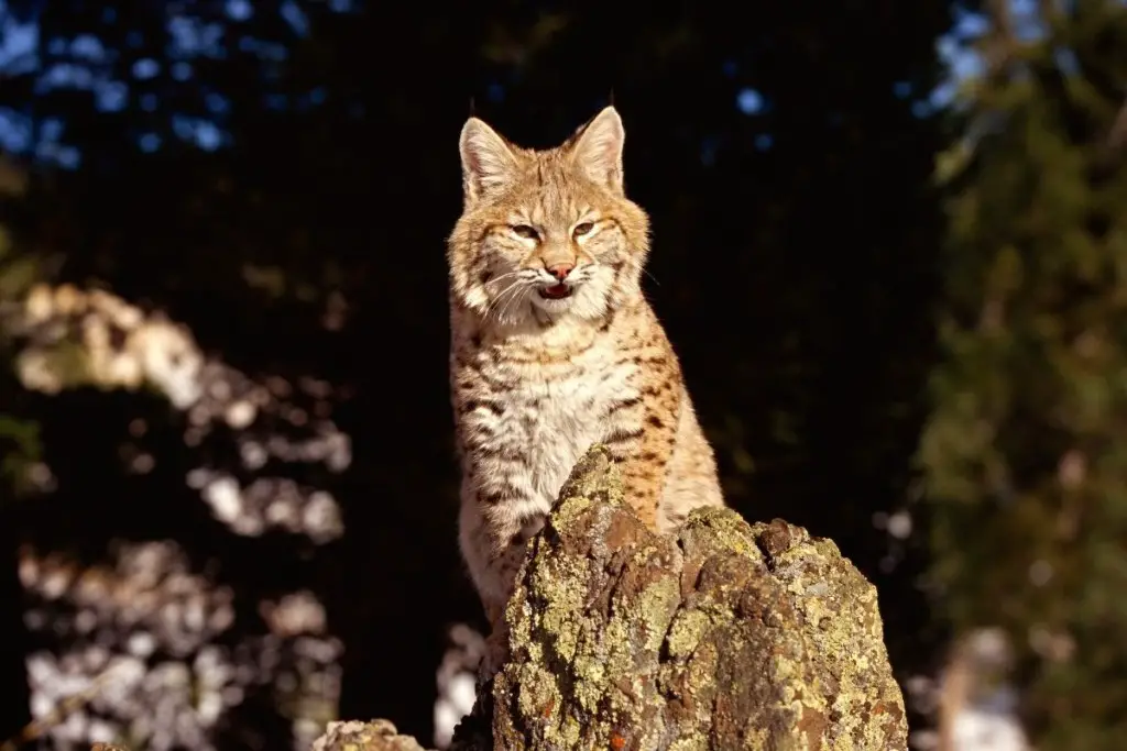 bobcat-mating-season