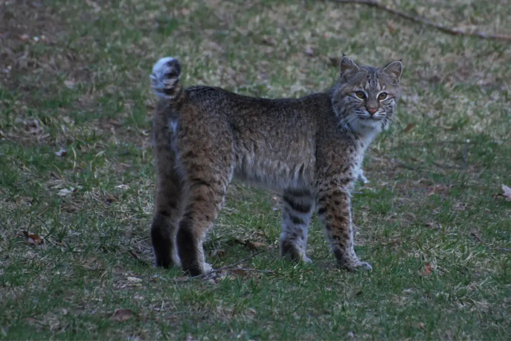 bobcat-tail