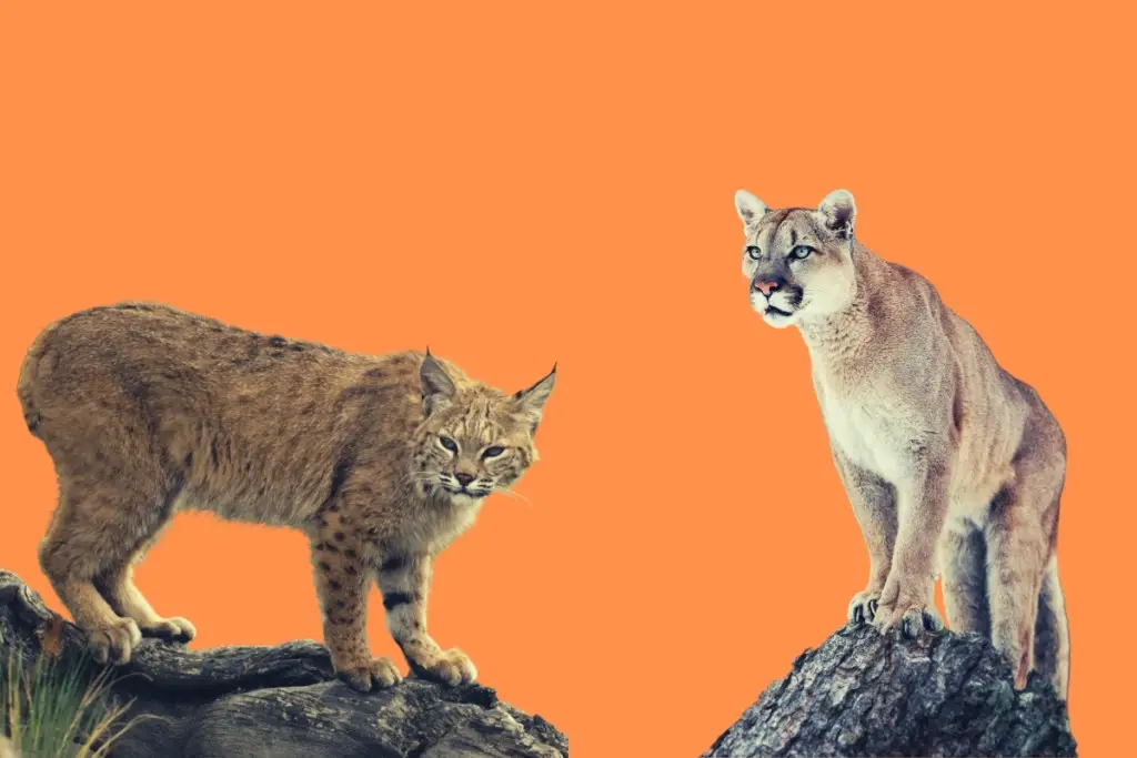 bobcat-vs-mountain-lion