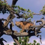 can bobcats climb trees
