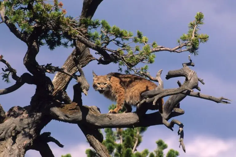 Can Bobcats Climb Trees? Assorted Animals