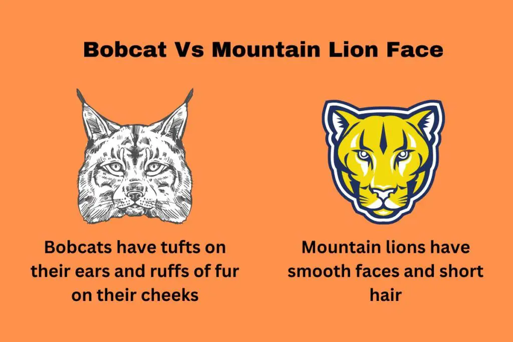 mountain-lion-bobcat-face