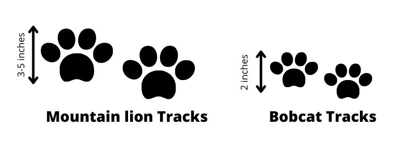 mountain-lion-bobcat-footprints