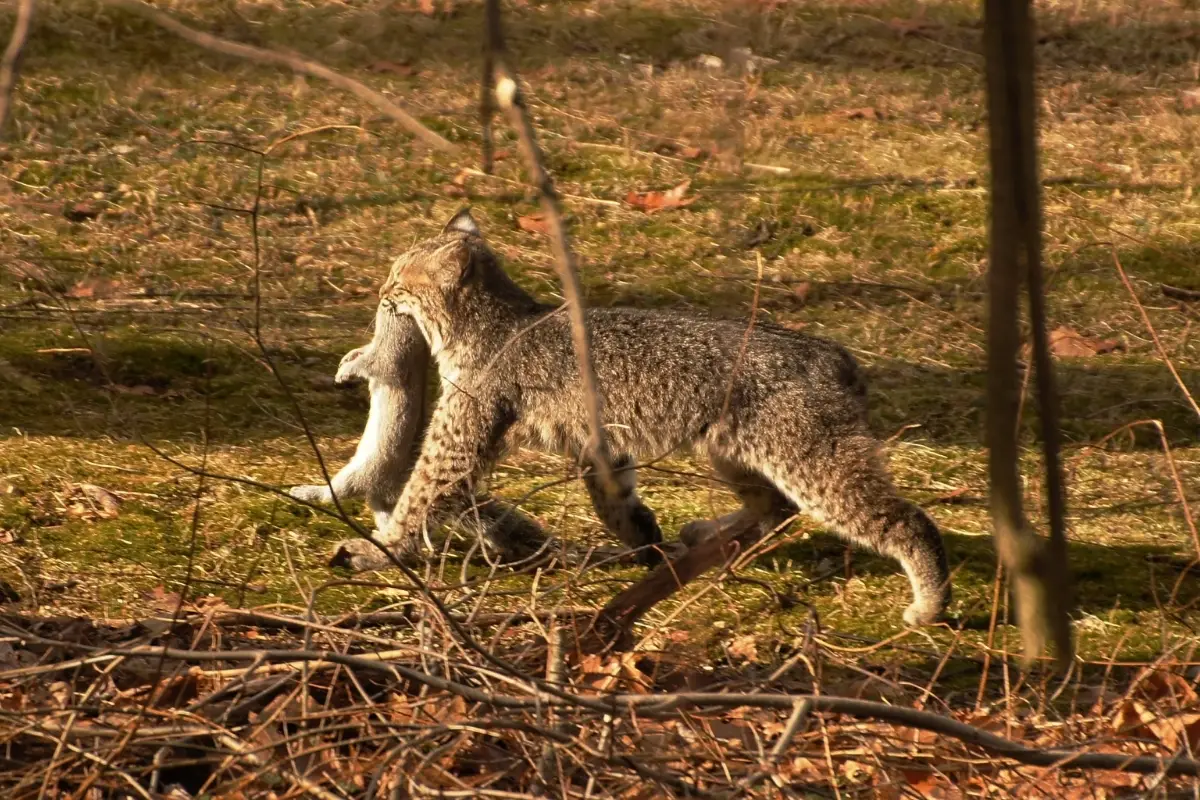 What Do Bobcats Eat?