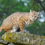 what-do-bobcats-look-like