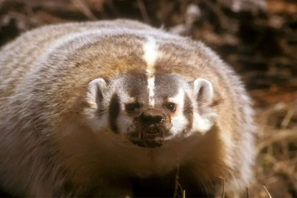 are-badgers-dangerous