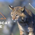 Image of a bobcat with tools to measure size.